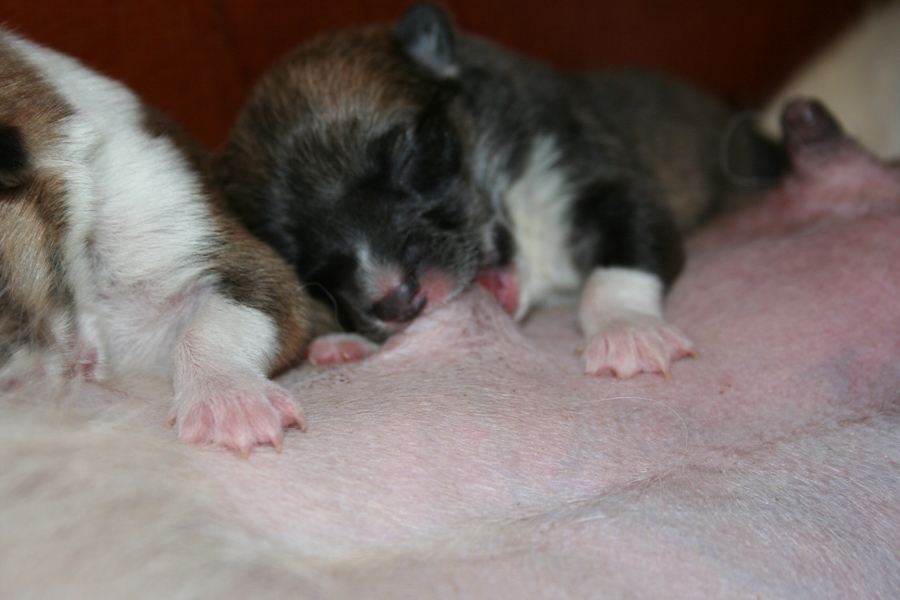 Puppies